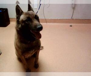 German Shepherd Dog-Unknown Mix Dogs for adoption in Martinez, CA, USA