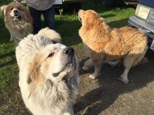 Great Pyrenees Dogs for adoption in Bellevue, WA, USA