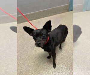 Chihuahua-Unknown Mix Dogs for adoption in Las Vegas, NV, USA