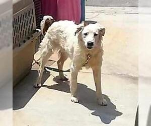 Field Spaniel-Golden Retriever Mix Dogs for adoption in Long Beach, CA, USA