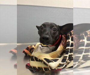 Chihuahua-Unknown Mix Dogs for adoption in Las Vegas, NV, USA