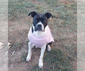 Boxer-Unknown Mix Dogs for adoption in Mooresville, NC, USA