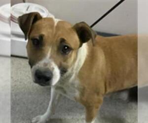 American Pit Bull Terrier-Unknown Mix Dogs for adoption in Visalia, CA, USA