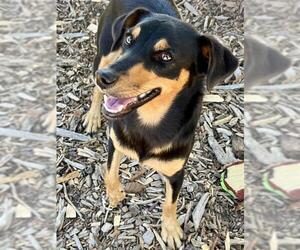Miniature Pinscher-Unknown Mix Dogs for adoption in Santa Cruz, CA, USA