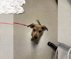 Greyhound-Unknown Mix Dogs for adoption in Las Vegas, NV, USA