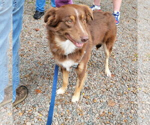 Australian Shepherd-Unknown Mix Dogs for adoption in Rockaway, NJ, USA