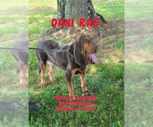 Bloodhound Dogs for adoption in Huddleston, VA, USA