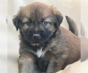 Labrador Retriever-Unknown Mix Dogs for adoption in San Diego, CA, USA