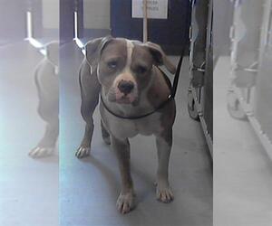 American Bulldog Dogs for adoption in Fayetteville, NC, USA