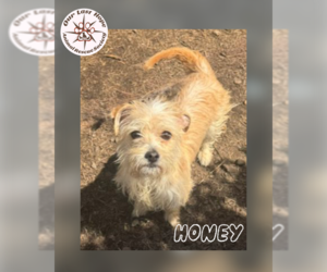 Chihuahua-Unknown Mix Dogs for adoption in Princeton, British Columbia, Canada