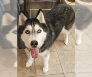Siberian Husky Dogs for adoption in Gainesville, FL, USA