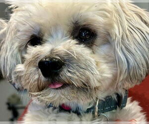 Brussels Griffon-Maltese Mix Dogs for adoption in San Diego, CA, USA
