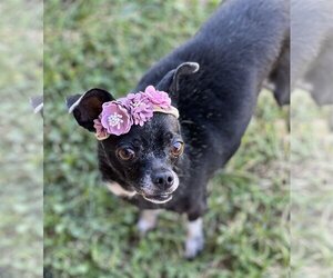 Rat-Cha Dogs for adoption in Phoenix, AZ, USA