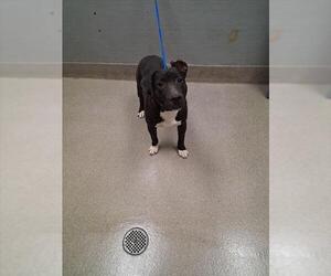 American Pit Bull Terrier-Unknown Mix Dogs for adoption in Las Vegas, NV, USA