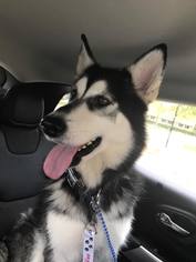 Siberian Husky Dogs for adoption in Portage, IN, USA