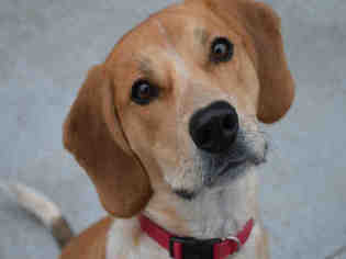 Redbone Coonhound Dogs for adoption in Olathe, KS, USA