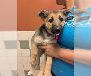 German Shepherd Dog Dogs for adoption in Salinas, CA, USA