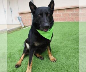 German Shepherd Dog-Unknown Mix Dogs for adoption in San Antonio, TX, USA