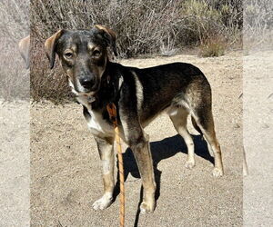 Mountain Cur-Unknown Mix Dogs for adoption in San Diego, CA, USA