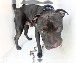 American Pit Bull Terrier-Chinese Shar-Pei Mix Dogs for adoption in Houston, TX, USA