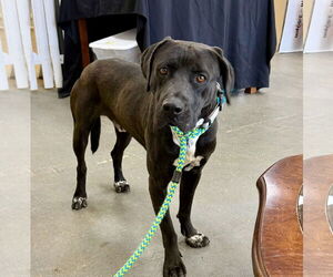 Mutt Dogs for adoption in Rockaway, NJ, USA