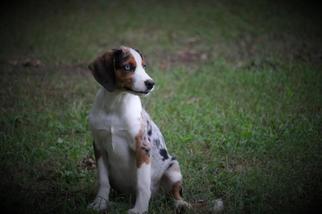 Medium Photo #1 Australian Shepherd-Beagle Mix Puppy For Sale in Warwick, RI, USA