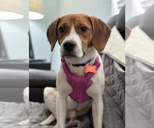 Beagle Dogs for adoption in Tampa, FL, USA
