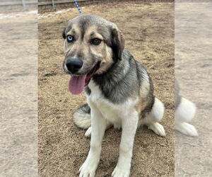 Mutt Dogs for adoption in Great Bend, KS, USA