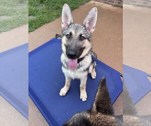 German Shepherd Dog Dogs for adoption in Greenville, SC, USA