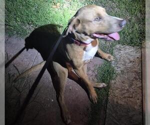American Staffordshire Terrier-Unknown Mix Dogs for adoption in San Antonio, TX, USA