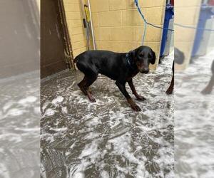 Doberman Pinscher Dogs for adoption in Stockton, CA, USA