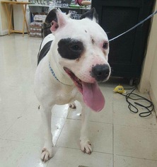 American Pit Bull Terrier-Unknown Mix Dogs for adoption in Cincinnati, OH, USA