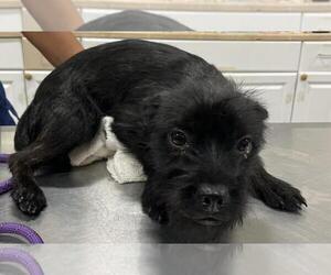 Affenpinscher-Unknown Mix Dogs for adoption in Forestville, MD, USA