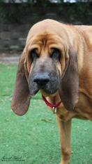 Bloodhound Dogs for adoption in Cedar Rapids, IA, USA