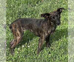 Whippet Boston Dogs for adoption in Batavia, OH, USA