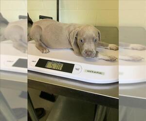 American Pit Bull Terrier-Unknown Mix Dogs for adoption in Corpus Christi, TX, USA