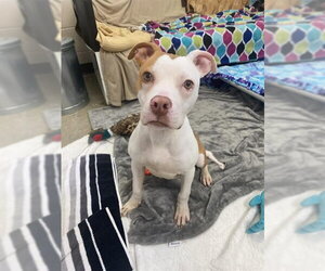 Mutt Dogs for adoption in Fort Wayne, IN, USA