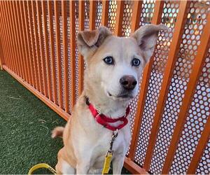Siberian Husky-Unknown Mix Dogs for adoption in Las Vegas, NV, USA