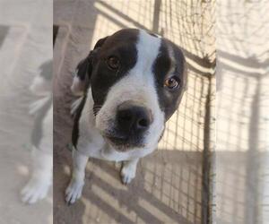 American Pit Bull Terrier-Pointer Mix Dogs for adoption in Santa Maria, CA, USA