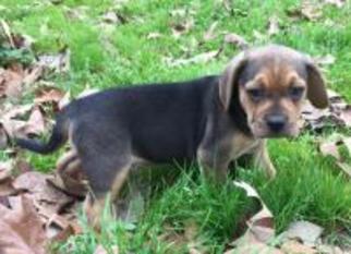 Meagle Dogs for adoption in Texarkana, TX, USA