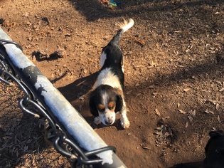 English Springer Spaniel Dogs for adoption in Locust Grove, GA, USA
