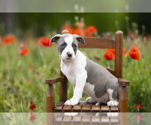 Mutt Dogs for adoption in Garner, NC, USA