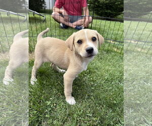 Huskies -Unknown Mix Dogs for adoption in Monterey, VA, USA