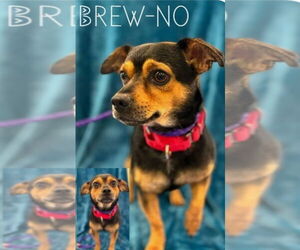 Chug Dogs for adoption in Rockaway, NJ, USA