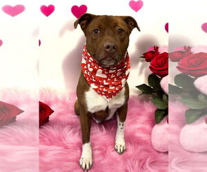 Medium Photo #6 American Pit Bull Terrier Puppy For Sale in Sykesville, MD, USA