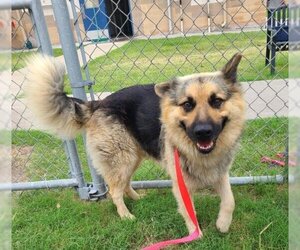 Small German Shepherd Dog Mix