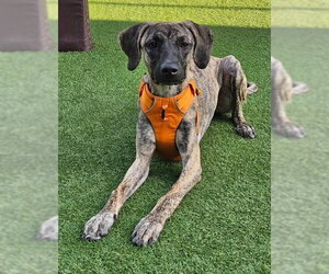 Greyhound-Saluki Mix Dogs for adoption in Agoura Hills, CA, USA