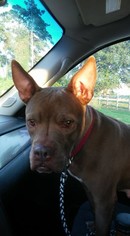 American Pit Bull Terrier-Unknown Mix Dogs for adoption in Spring , TX, USA