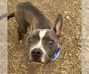 American Staffordshire Terrier-Unknown Mix Dogs for adoption in San Antonio, TX, USA