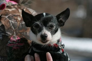Rat Terrier Dogs for adoption in Batavia, NY, USA